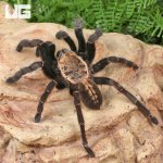 ug_Bach Ma Earth Tiger Tarantula_3.jpg
