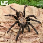 ug_Bach Ma Earth Tiger Tarantula_2.jpg