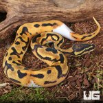 ug_Baby Orange Dream Chocolate Pied Ball Python_4.jpg
