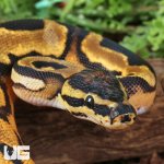 ug_Baby Orange Dream Chocolate Pied Ball Python_3.jpg