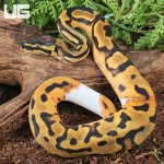 ug_Baby Orange Dream Chocolate Pied Ball Python_2.jpg