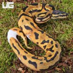 ug_Baby Orange Dream Chocolate Pied Ball Python_1.jpg