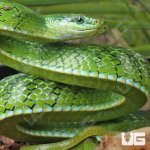 ug_Green_Bush_Ratsnake_4.jpg