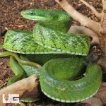 ug_Green_Bush_Ratsnake_3.jpg