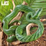 ug_Green_Bush_Ratsnake_2.jpg