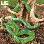 ug_Green_Bush_Ratsnake_1.jpg