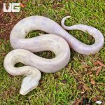 ug_Baby Moonglow Redtail Boa_2.jpg