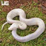 ug_Baby Moonglow Redtail Boa_1.jpg