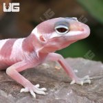 ug_Baby Albino Mack Snow Leopard Gecko_1.jpg