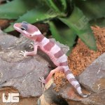 ug_Baby Albino Mack Snow Leopard Gecko_2.jpg