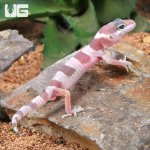 ug_Baby Albino Mack Snow Leopard Gecko_3.jpg