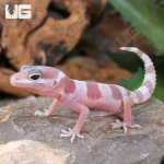 ug_Baby Albino Mack Snow Leopard Gecko_4.jpg