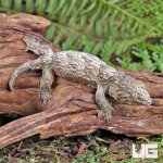 ug_Yate_x_Poindimie_x_Nu_Ana_Leachianus_Gecko_6.jpg