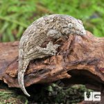 ug_Yate_x_Poindimie_x_Nu_Ana_Leachianus_Gecko_5.jpg