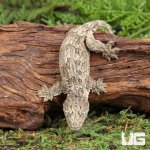 ug_Yate_x_Poindimie_x_Nu_Ana_Leachianus_Gecko_4.jpg