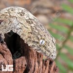 ug_Yate_x_Poindimie_x_Nu_Ana_Leachianus_Gecko_3.jpg
