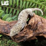 ug_Yate_x_Poindimie_x_Nu_Ana_Leachianus_Gecko_2.jpg