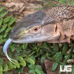 ug_black_throat_monitor_1.jpg