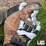 ug_black_throat_monitor_2.jpg