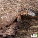 ug_black_throat_monitor_3.jpg