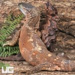 ug_black_throat_monitor_4.jpg