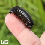ug_Darth Vader Giant Pill Millipede_4.jpg