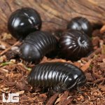 ug_Darth Vader Giant Pill Millipede_3.jpg