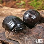 ug_Darth Vader Giant Pill Millipede_2.jpg