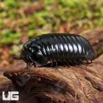 ug_Darth Vader Giant Pill Millipede_1.jpg