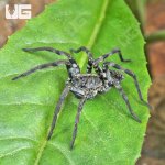 ug_Adult Carolina Wolf Spider_4.jpg