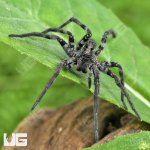 ug_Adult Carolina Wolf Spider_3.jpg
