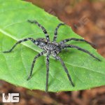 ug_Adult Carolina Wolf Spider_2.jpg
