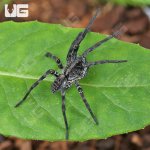 ug_Adult Carolina Wolf Spider_1.jpg