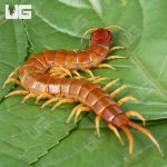 ug_Giant Carribean Centipede_4.jpg