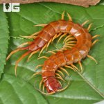 ug_Giant Carribean Centipede_3.jpg