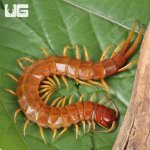 ug_Giant Carribean Centipede_2.jpg