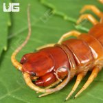 ug_Giant Carribean Centipede_1.jpg