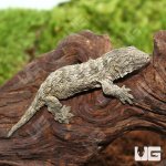 ug_Baby_GTX_66%_Het_Melanistic_Leachianus_Gecko_4.jpg