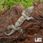 ug_Baby_GTX_66%_Het_Melanistic_Leachianus_Gecko_3.jpg