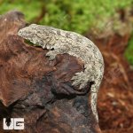 ug_Baby_GTX_66%_Het_Melanistic_Leachianus_Gecko_2.jpg