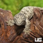 ug_Baby_GTX_66%_Het_Melanistic_Leachianus_Gecko_1.jpg