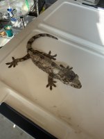 IMG_5336.jpeg