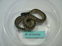 GEDC4253.JPG