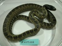 GEDC4411.JPG