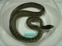GEDC4403.JPG