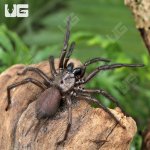 ug_Yunnan Funnel Web Spider_4.jpg