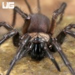 ug_Yunnan Funnel Web Spider_3.jpg