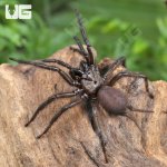 ug_Yunnan Funnel Web Spider_2.jpg