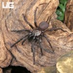 ug_Yunnan Funnel Web Spider_1.jpg