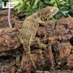 ug_ Baby Nu Ana x Nu Ami Leachianus Gecko_4.jpg